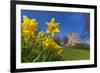 View of daffodils and St. Leonard's Church, Scarcliffe near Chesterfield, Derbyshire, England-Frank Fell-Framed Photographic Print