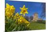 View of daffodils and St. Leonard's Church, Scarcliffe near Chesterfield, Derbyshire, England-Frank Fell-Mounted Photographic Print