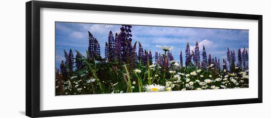 View of Daisy flowers in meadow, Rinzenberg, Rhineland-Palatinate, Germany-null-Framed Photographic Print