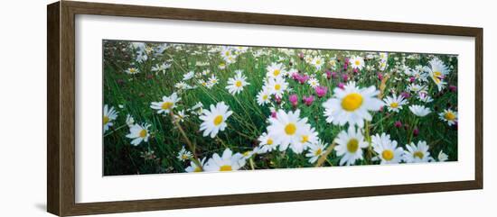 View of Daisy flowers in meadow, Rinzenberg, Rhineland-Palatinate, Germany-null-Framed Photographic Print