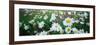 View of Daisy flowers in meadow, Rinzenberg, Rhineland-Palatinate, Germany-null-Framed Photographic Print