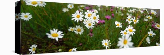 View of Daisy flowers in meadow, Rinzenberg, Rhineland-Palatinate, Germany-null-Stretched Canvas