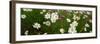 View of Daisy flowers in meadow, Rinzenberg, Rhineland-Palatinate, Germany-null-Framed Photographic Print