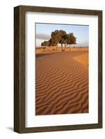 View of desert sand dunes with trees, Sahara, Morocco, may-Bernd Rohrschneider-Framed Photographic Print