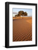 View of desert sand dunes with trees, Sahara, Morocco, may-Bernd Rohrschneider-Framed Photographic Print