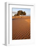 View of desert sand dunes with trees, Sahara, Morocco, may-Bernd Rohrschneider-Framed Photographic Print