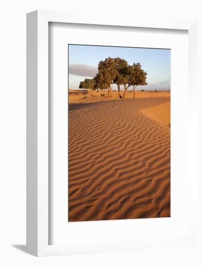 View of desert sand dunes with trees, Sahara, Morocco, may-Bernd Rohrschneider-Framed Photographic Print