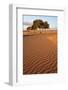 View of desert sand dunes with trees, Sahara, Morocco, may-Bernd Rohrschneider-Framed Photographic Print