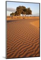 View of desert sand dunes with trees, Sahara, Morocco, may-Bernd Rohrschneider-Mounted Photographic Print