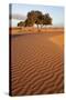 View of desert sand dunes with trees, Sahara, Morocco, may-Bernd Rohrschneider-Stretched Canvas