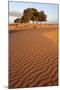 View of desert sand dunes with trees, Sahara, Morocco, may-Bernd Rohrschneider-Mounted Photographic Print
