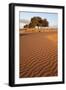 View of desert sand dunes with trees, Sahara, Morocco, may-Bernd Rohrschneider-Framed Photographic Print