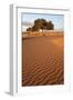 View of desert sand dunes with trees, Sahara, Morocco, may-Bernd Rohrschneider-Framed Photographic Print