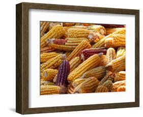 View of Ears of Organic Corn in Bussunaritz, Southwestern France, Saturday, October 28, 2006-Bob Edme-Framed Photographic Print