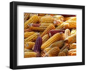 View of Ears of Organic Corn in Bussunaritz, Southwestern France, Saturday, October 28, 2006-Bob Edme-Framed Photographic Print