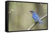 View of Eastern Bluebird Perching on Branch-Gary Carter-Framed Stretched Canvas