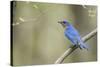 View of Eastern Bluebird Perching on Branch-Gary Carter-Stretched Canvas