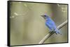 View of Eastern Bluebird Perching on Branch-Gary Carter-Framed Stretched Canvas