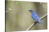 View of Eastern Bluebird Perching on Branch-Gary Carter-Stretched Canvas