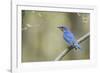 View of Eastern Bluebird Perching on Branch-Gary Carter-Framed Photographic Print