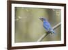 View of Eastern Bluebird Perching on Branch-Gary Carter-Framed Photographic Print