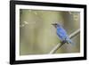 View of Eastern Bluebird Perching on Branch-Gary Carter-Framed Photographic Print