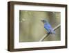 View of Eastern Bluebird Perching on Branch-Gary Carter-Framed Photographic Print