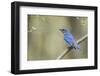 View of Eastern Bluebird Perching on Branch-Gary Carter-Framed Photographic Print