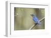 View of Eastern Bluebird Perching on Branch-Gary Carter-Framed Photographic Print