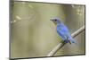 View of Eastern Bluebird Perching on Branch-Gary Carter-Mounted Photographic Print