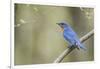 View of Eastern Bluebird Perching on Branch-Gary Carter-Framed Photographic Print