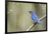 View of Eastern Bluebird Perching on Branch-Gary Carter-Framed Photographic Print