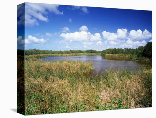 View of Eco Pond, Everglades National Park, Florida, USA-Adam Jones-Stretched Canvas