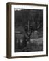 View of Electricians Fixing Wired Pole - Sawyers Bar, CA-Lantern Press-Framed Art Print