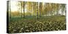 View of fallen leaves and Birch trees by the Vuoksi River, Imatra, Finland-null-Stretched Canvas