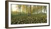 View of fallen leaves and Birch trees by the Vuoksi River, Imatra, Finland-null-Framed Photographic Print
