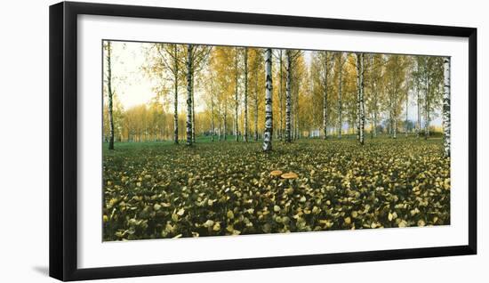 View of fallen leaves and Birch trees by the Vuoksi River, Imatra, Finland-null-Framed Photographic Print