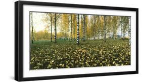 View of fallen leaves and Birch trees by the Vuoksi River, Imatra, Finland-null-Framed Photographic Print