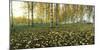 View of fallen leaves and Birch trees by the Vuoksi River, Imatra, Finland-null-Mounted Photographic Print