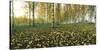 View of fallen leaves and Birch trees by the Vuoksi River, Imatra, Finland-null-Stretched Canvas