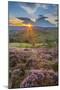 View of flowering heather on Stanage Edge and Hope Valley at sunset, Hathersage-Frank Fell-Mounted Photographic Print