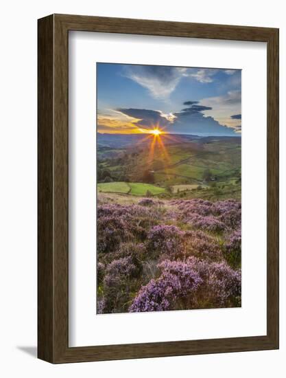 View of flowering heather on Stanage Edge and Hope Valley at sunset, Hathersage-Frank Fell-Framed Photographic Print