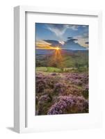 View of flowering heather on Stanage Edge and Hope Valley at sunset, Hathersage-Frank Fell-Framed Photographic Print