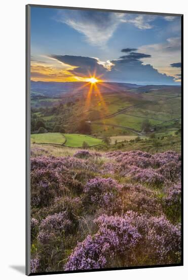 View of flowering heather on Stanage Edge and Hope Valley at sunset, Hathersage-Frank Fell-Mounted Photographic Print