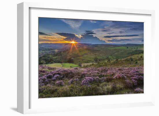 View of flowering heather on Stanage Edge and Hope Valley at sunset-Frank Fell-Framed Photographic Print