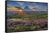 View of flowering heather on Stanage Edge and Hope Valley at sunset-Frank Fell-Framed Stretched Canvas