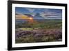 View of flowering heather on Stanage Edge and Hope Valley at sunset-Frank Fell-Framed Photographic Print