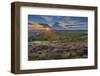 View of flowering heather on Stanage Edge and Hope Valley at sunset-Frank Fell-Framed Premium Photographic Print