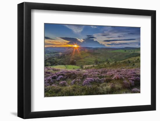 View of flowering heather on Stanage Edge and Hope Valley at sunset-Frank Fell-Framed Premium Photographic Print