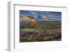 View of flowering heather on Stanage Edge and Hope Valley at sunset-Frank Fell-Framed Premium Photographic Print